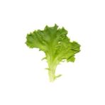 Zengarden Yaprak Marul Tohumu Babyleaf Dantel Kenarlı - 1 Adet
