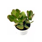 Zenginlik Çiçeği Crassula Şans Para Çiçeği Fidanı 10-20 Cm