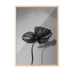 Zestia Ahşap Çerçeveli Tablo, Siyah Beyaz Minimalist Gelincik Çiçeği, Ofis Dekoru Poster No: 113422 70 x 100