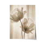 Zestia Poster Şeffaf Gelincik Çiçeği Nötr Ton Minimal Fotoğraf Salon Dekoru, 70 x 100
