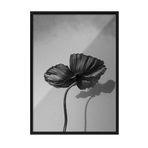 Zestia Siyah Çerçeveli Tablo, Siyah Beyaz Minimalist Gelincik Çiçeği, Ofis Dekoru Poster No: 113422 50 x 70