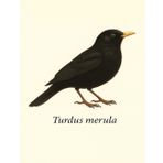 Zeszyt Ptaki Europy – Turdus merula | Kos zwyczajny | Notatnik A4 8,5x11” | Kratka 5 mm | Dla uczniów, miłośników ptaków, ornitologów i dzieci: ... – Turdus merula | 100 stron w kratkę 5 mm |