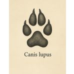 Zeszyt w kratkę 5x5 mm – Canis lupus – 100 stron – 8.5 x 11 cali: Realistyczna ilustracja tropu wilka z nazwą łacińską – idealny do nauki, notatek terenowych i szkoły