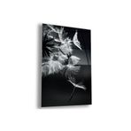 zevahir mobilya & dekorasyon Çerçevesiz Dikey Siyah Arka Planlı Beyaz Puf Çiçeği Siyah Beyaz Kırılmaz Cam Tablo, Renkli, 40 x 60