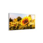 zevahir mobilya & dekorasyon Çerçevesiz Yatay Sarı Ayçiçek Bahçesi Kırılmaz Cam Tablo, Renkli, 90 x 60