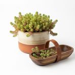 Zevli Ateliera Sedum Album (Beyaz Damkoruğu) Canlı Sukulent Bitkisi, Yayılıcı Yer Örtücü, Kaya Bahçesi ve Saksı Çiçeği 6 CM Saksıda Çoklu Fide