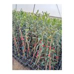 Zeysen Tropikal Arbequina Bodur Zeytin Fidanı(30 60 Cm) 6 Adet Tüplü Zeytin Fidanı