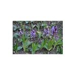 ZEYSEN TROPİKAL Orchis Sancta Salep Fidesi 50 Adet