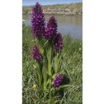 ZEYSEN TROPİKAL Salep Fidesi 55 Adet Orkide Orchis Serapias Şalep Sahlep