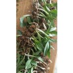 ZEYSEN TROPİKAL Salep Fidesi, Tohumu, Yıkanmamış, Dikime Hazır (10 ADET)