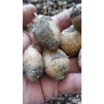 Zeysen Tropikal Salep Fidesi, Tohumu, Yıkanmamış, Dikime Hazır (20 Adet)