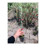 Zeysen Tropikal Tam Bodur Meyve Verme Durumunda Arbequina Zeytin Fidan