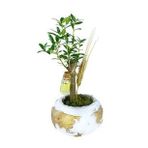 Zeytin Ağacı Bonsai & Beyaz Büyük Dünyam Beton Saksıda Hediyelik Canlı Çiçek BALFLOWERDESİGN-2591