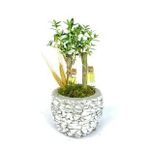 Zeytin Ağacı Bonsai & Beyaz Magle Beton Saksıda Hediyelik Canlı Çiçek BALFLOWERDESİGN-3153