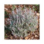 ZEYTİN ÇALISI 20 ADET - ÇİT BİTKİSİ