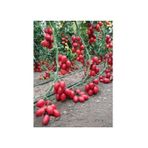 Zeytin Cherry Domates Tohumu Ortalama 25+ Tohum