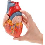 ZGFOZJGC İnsan Kalbinin Anatomik Modeli (34 Anatomik Yapılar) 1:1, Tabanda Mıknatıslı, Bilim Sınıfı Çalışması, Ekran, Öğretim, Tıbbi Model, M
