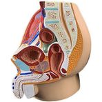 ZGFOZJGC Kadın Üreme Sistemi Modeli, İnsan Üreme Sistemi Modeli, Erkek Tıp Eğitimi için Kadın Erkek Pelvik Anatomik Kalıp