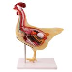 ZGFOZJGC Tavuk anatomi modeli, hayvan anatomisi modeli, hayvan iç organı araştırma modeli, hayvanlar için ayrılabilir organik öğretim gösterimi