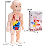 Zhuning Shop 1 DD232CH Stili Çocuklar Için 3D Bulmaca Insan Vücut Anatomi Modeli Eğitici Öğrenme Organ Montaj Oyuncak Vücut Organ Öğretim Aracı (Yurt Dışından)