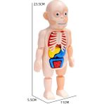 Zhuning Shop 1 NO.232 Tarzı Çocuklar Için Montessori 3D Puzzle Insan Vücudu Anatomi Modeli Eğitici Öğrenme Organları Birleştirme Oyuncak Vücut Organ Eğitim Aracı (Yurt Dışından)