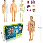 Zhuning Shop 1 STF00179 B Tarzı 3D Insan Vücut Gövde Modeli Eğitim Montaj Öğrenme Dıy Oyuncaklar Insan Vücut Organı Eğitim Araçları Erken Öğrenme Oyuncak Çocuklar Için (Yurt Dışından) - Beyaz
