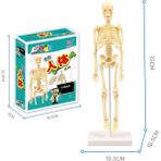 Zhuning Shop 1 STF00179 Kutu Stili 3D Insan Vücut Gövde Modeli Eğitim Montaj Öğrenme Dıy Oyuncaklar Insan Vücut Organı Eğitim Araçları Erken Öğrenme Oyuncak Çocuklar Için (Yurt Dışından) - Beyaz