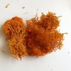 Zhuning Shop 1 Turuncu Tarzı 30G 7 Renk Liken Yosun Kümesi Için Çalılar Model Ağaçlar Yaprakları Ölçekli Model Yapım Malzemesi Minyatür Demiryolu Diorama 30G (Yurt Dışından) - zanaat oyuncaklar