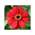 Zinnia Çiçeği Tohumu - Mini Çiçekli, Kirli Hanım, Kırmızı - 5 Adet