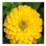 Zinnia Kirli Hanım Çiçeği Çiçek Tohumu 1 PAKET (30 Adet)