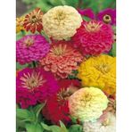 Zinnia (Kirli Hanım) Karışık Renk Çiçek Tohumu +-30 Adet