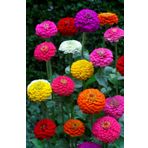 Zinnia Lilliput Tohumu- Karışık Renk Ponpon Çiçekli- 40+ Tohum