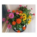 ZİNNİA TOHUMU( zinnia elegans) SAKSI TOPRAK SETİ