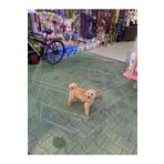 Zoo Köpek Çit Katlanabilir Tek Parça Kedi Köpek Ginepig Tavşan Oyun Alanı 60*54 Ebatlarda