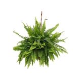"" Aşk Merdiveni - Nephrolepis Aşk Merdiveni- Canlı Çiçek