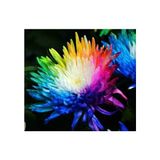 - Hollanda'dan Ithal - Raınbow Kasımpatı (Chrysanthemum) Çiçeği Tohumu (25 Tohum)