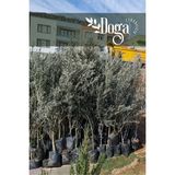 1.5 Metre Aşılı Gemlik Trilye Zeytin Fidanı 5 Yaş