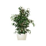 1 Adet Benjamin Çiçeği Fidanı 55-60 Cm Saksılı Çiçekli Bodur Bitkiler Ficus Benjamina