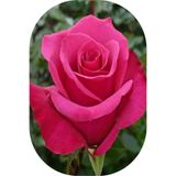 1 Adet Gül Fidanı Pembe Saksılı Kokulu Yediveren