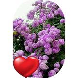 1 Adet Gül Fidanı Sarmaşık Eflatun Açık Kök Kokulu Yediveren 50-75 Cm 1027853