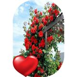 1 Adet Gül Fidanı Sarmaşık Nar Çiçeği Açık Kök Kokulu Yediveren 50-75 Cm 1027853