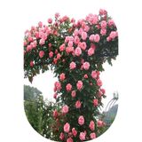 1 Adet Gül Fidanı Sarmaşık Pembe Açık Kök Kokulu Yediveren 50-75 Cm 1027853