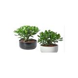 1 Adet Hediyelik Taş Saksıda Para Ağacı Bereket Çiçeği Crassula Ovata