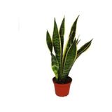 1 Adet Kılıç Çiçeği Fidanı 20-40cm Saksılı Çiçekli Bodur Bitkiler Gladiolus