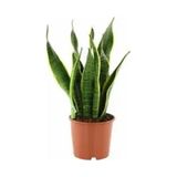 1 Adet Kılıç Çiçeği Fidanı 40-60 Cm Saksılı Çiçekli Bodur Bitkiler Gladiolus
