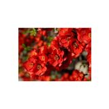 1 Adet Kırmızı Bahar Dalı Çiçeği Fidanı 30-60 Cm Tüplü Spring Flowers