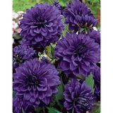 1 Adet Lacivert Kaktüs Yıldız (Dahlia) Çiçek Soğanı