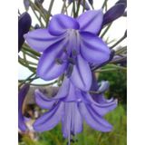 1 Adet Lilyum Zambak Çiçeği Soğanı Kokulu Nadir Mavi