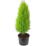 1 Adet Limon Çamı Servi Fidanı 50-70 Cm