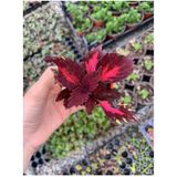 1 Adet Mini Yaprak Güzeli Kolyoz Çiçeği 10-15 Cm Saksılı Çiçekli Bodur Velvet Red Coleus